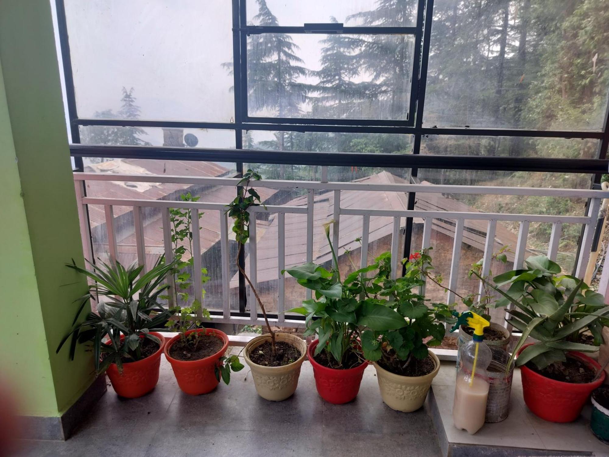 Tree Valley Homestay Chail Eksteriør bilde