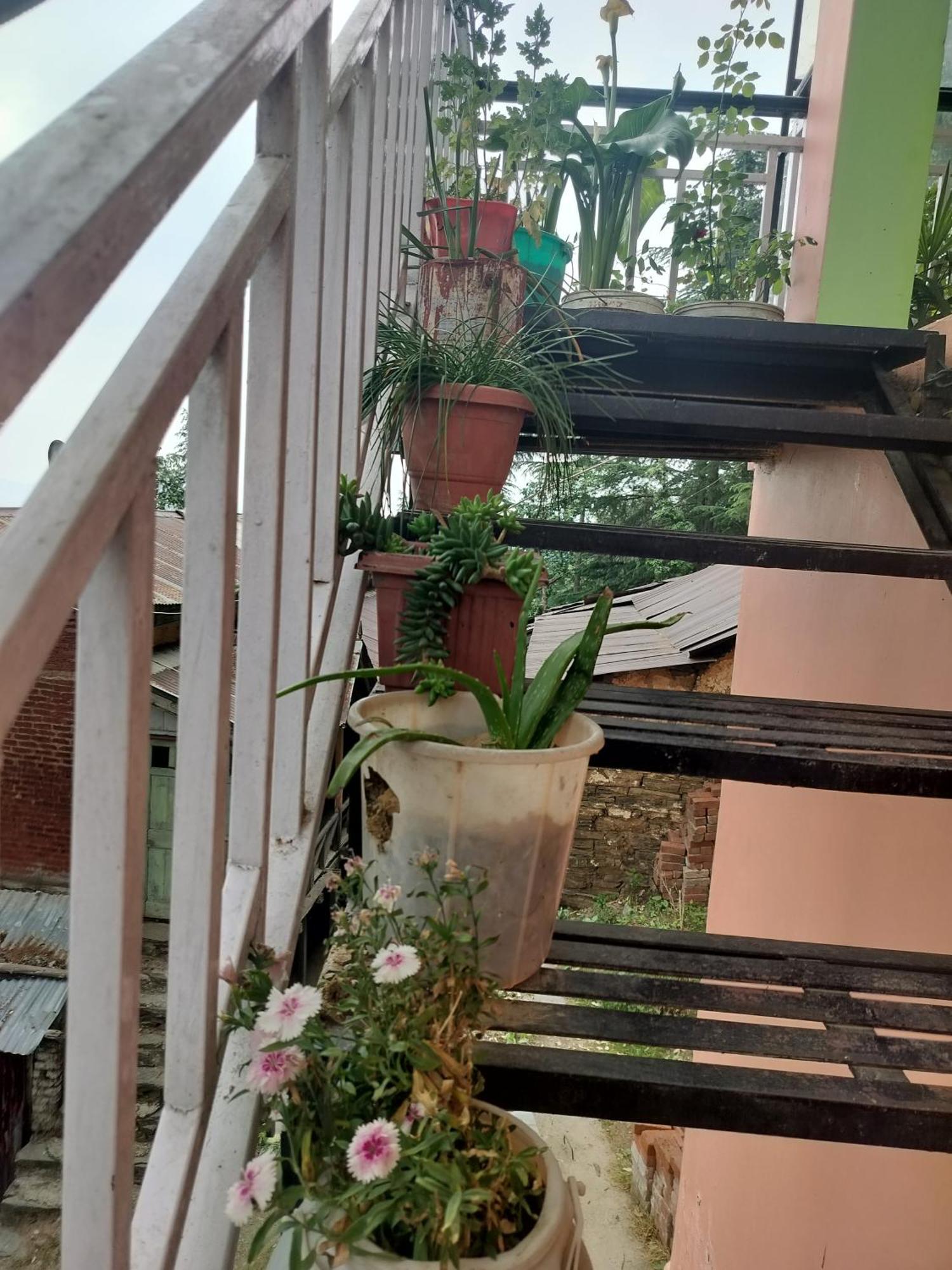 Tree Valley Homestay Chail Eksteriør bilde