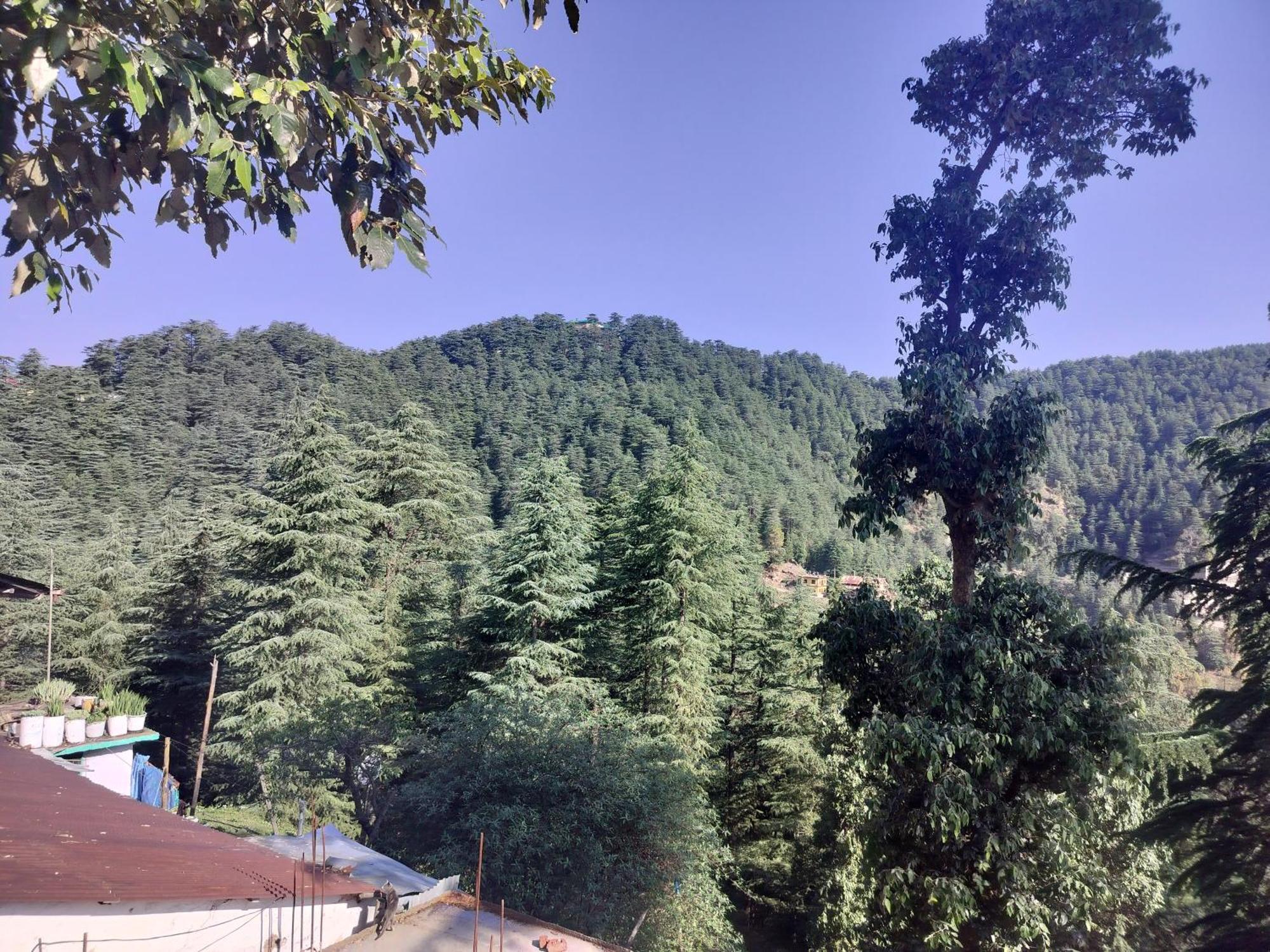 Tree Valley Homestay Chail Eksteriør bilde